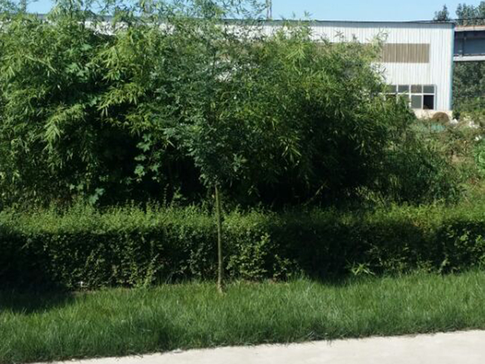 廠(chǎng)區(qū)一角